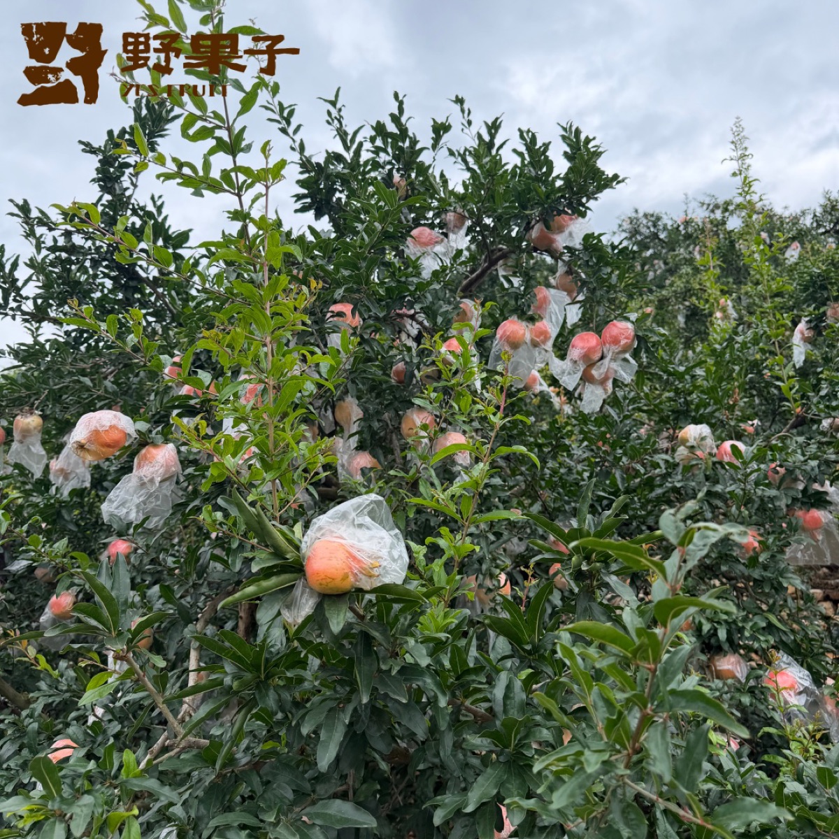 野果子农业 · 石榴果粒